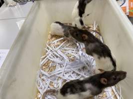 Rats in Laboratory Housing, TAFE - Rat housing units used in laboratory setting and in TAFE/educational facilities with animal courses. Rats may be provided with a box or a polar fleece hammock as 