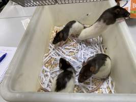 Rats in Laboratory Housing, TAFE - Rat housing units used in laboratory setting and in TAFE/educational facilities with animal courses. Rats may be provided with a box or a polar fleece hammock as 