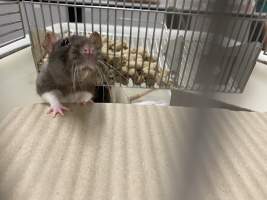 Rats in Laboratory Housing, TAFE - Rat housing units used in laboratory setting and in TAFE/educational facilities with animal courses. Rats may be provided with a box or a polar fleece hammock as 