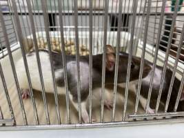 Rats in Laboratory Housing, TAFE - Rat housing units used in laboratory setting and in TAFE/educational facilities with animal courses. Rats may be provided with a box or a polar fleece hammock as 