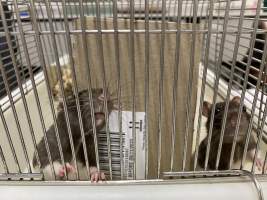 Rats in Laboratory Housing, TAFE - Rat housing units used in laboratory setting and in TAFE/educational facilities with animal courses. Rats may be provided with a box or a polar fleece hammock as 