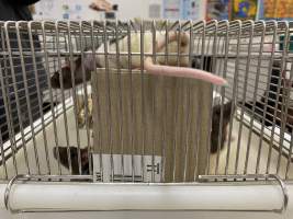 Rats in Laboratory Housing, TAFE - Rat housing units used in laboratory setting and in TAFE/educational facilities with animal courses. Rats may be provided with a box or a polar fleece hammock as