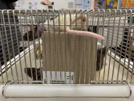 Rats in Laboratory Housing, TAFE - Rat housing units used in laboratory setting and in TAFE/educational facilities with animal courses. Rats may be provided with a box or a polar fleece hammock as 