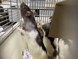 Rats in Laboratory Housing, TAFE - Rat housing units used in laboratory setting and in TAFE/educational facilities with animal courses. Rats may be provided with a box or a polar fleece hammock as 