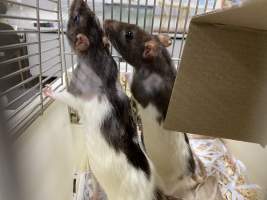 Rats in Laboratory Housing, TAFE - Rat housing units used in laboratory setting and in TAFE/educational facilities with animal courses. Rats may be provided with a box or a polar fleece hammock as