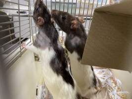 Rats in Laboratory Housing, TAFE - Rat housing units used in laboratory setting and in TAFE/educational facilities with animal courses. Rats may be provided with a box or a polar fleece hammock as 