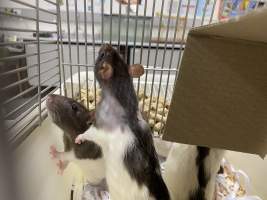 Rats in Laboratory Housing, TAFE - Rat housing units used in laboratory setting and in TAFE/educational facilities with animal courses. Rats may be provided with a box or a polar fleece hammock as 