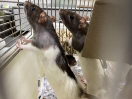 Rats in Laboratory Housing, TAFE - Rat housing units used in laboratory setting and in TAFE/educational facilities with animal courses. Rats may be provided with a box or a polar fleece hammock as 