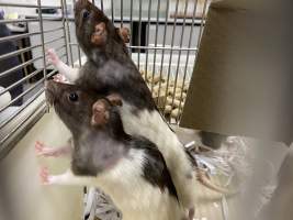 Rats in Laboratory Housing, TAFE - Rat housing units used in laboratory setting and in TAFE/educational facilities with animal courses. Rats may be provided with a box or a polar fleece hammock as 