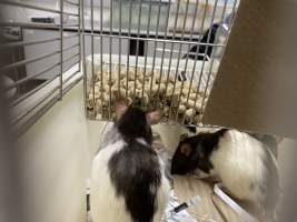 Rats in Laboratory Housing, TAFE - Rat housing units used in laboratory setting and in TAFE/educational facilities with animal courses. Rats may be provided with a box or a polar fleece hammock as