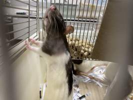 Rats in Laboratory Housing, TAFE - Rat housing units used in laboratory setting and in TAFE/educational facilities with animal courses. Rats may be provided with a box or a polar fleece hammock as