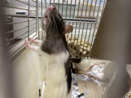 Rats in Laboratory Housing, TAFE - Rat housing units used in laboratory setting and in TAFE/educational facilities with animal courses. Rats may be provided with a box or a polar fleece hammock as 