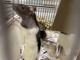 Rats in Laboratory Housing, TAFE - Rat housing units used in laboratory setting and in TAFE/educational facilities with animal courses. Rats may be provided with a box or a polar fleece hammock as 