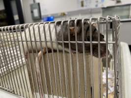 Rats in Laboratory Housing, TAFE - Rat housing units used in laboratory setting and in TAFE/educational facilities with animal courses. Rats may be provided with a box or a polar fleece hammock as