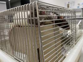Rats in Laboratory Housing, TAFE - Rat housing units used in laboratory setting and in TAFE/educational facilities with animal courses. Rats may be provided with a box or a polar fleece hammock as