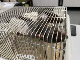 Rats in Laboratory Housing, TAFE - Rat housing units used in laboratory setting and in TAFE/educational facilities with animal courses. Rats may be provided with a box or a polar fleece hammock as 