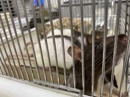 Rats in Laboratory Housing, TAFE - Rat housing units used in laboratory setting and in TAFE/educational facilities with animal courses. Rats may be provided with a box or a polar fleece hammock as 