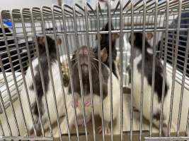Rats in Laboratory Housing, TAFE - Rat housing units used in laboratory setting and in TAFE/educational facilities with animal courses. Rats may be provided with a box or a polar fleece hammock as