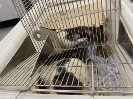 Rats in Laboratory Housing, TAFE - Rat housing units used in laboratory setting and in TAFE/educational facilities with animal courses. Rats may be provided with a box or a polar fleece hammock as