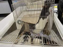 Rats in Laboratory Housing, TAFE - Rat housing units used in laboratory setting and in TAFE/educational facilities with animal courses. Rats may be provided with a box or a polar fleece hammock as