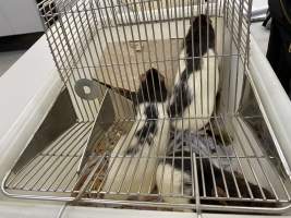 Rats in Laboratory Housing, TAFE - Rat housing units used in laboratory setting and in TAFE/educational facilities with animal courses. Rats may be provided with a box or a polar fleece hammock as 