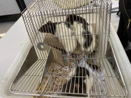 Rats in Laboratory Housing, TAFE - Rat housing units used in laboratory setting and in TAFE/educational facilities with animal courses. Rats may be provided with a box or a polar fleece hammock as