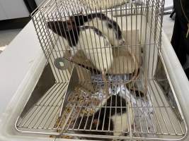 Rats in Laboratory Housing, TAFE - Rat housing units used in laboratory setting and in TAFE/educational facilities with animal courses. Rats may be provided with a box or a polar fleece hammock as