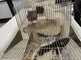 Rats in Laboratory Housing, TAFE - Rat housing units used in laboratory setting and in TAFE/educational facilities with animal courses. Rats may be provided with a box or a polar fleece hammock as