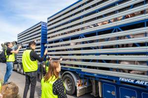 Truck arriving at Diamond Valley Pork - Taken at Diamond Valley Pork as part of the Melbourne Vegan Takeover - Day of Action for Animals - Captured at Diamond Valley Pork, Laverton North VIC Australia.