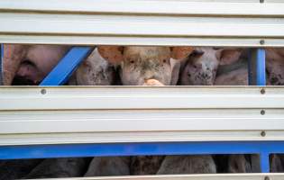 Pig looks out of transportation truck at Diamond Valley Pork - Taken at Diamond Valley Pork as part of a vigil for the Melbourne Vegan Takeover - Day of Action for Animals - Captured at Diamond Valley Pork, Laverton North VIC Australia.