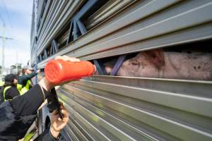 Activist gives pig drinking water at Diamond Valley Pork - Taken at Diamond Valley Pork as part of a vigil for the Melbourne Vegan Takeover - Day of Action for Animals - Captured at Diamond Valley Pork, Laverton North VIC Australia.