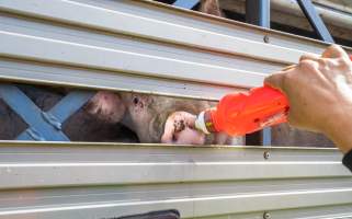 Activist gives pig drinking water at Diamond Valley Pork - Taken at Diamond Valley Pork as part of a vigil for the Melbourne Vegan Takeover - Day of Action for Animals - Captured at Diamond Valley Pork, Laverton North VIC Australia.