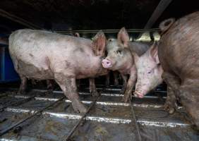 Melbourne Vegan Takeover (Vigil) - Taken at Diamond Valley Pork as part of the Melbourne Vegan Takeover - Day of Action for Animals - Captured at Diamond Valley Pork, Laverton North VIC Australia.