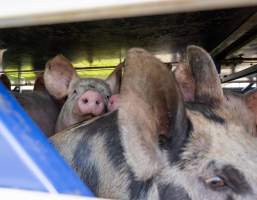 Melbourne Vegan Takeover (Vigil) - Taken at Diamond Valley Pork as part of the Melbourne Vegan Takeover - Day of Action for Animals - Captured at Diamond Valley Pork, Laverton North VIC Australia.