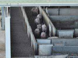 Melbourne Vegan Takeover (Vigil) - Taken at Diamond Valley Pork as part of the Melbourne Vegan Takeover - Day of Action for Animals - Captured at Diamond Valley Pork, Laverton North VIC Australia.