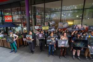 Activists protest the widespread use of cages for pigs - Image taken at Spencer Street as part of the Melbourne Vegan Takeover - Day of Action for Animals - Captured at VIC.