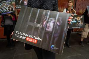 Activists protest the widespread use of cages for pigs - Image taken at Spencer Street as part of the Melbourne Vegan Takeover - Day of Action for Animals - Captured at VIC.