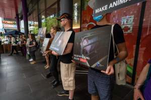 Activists protest the widespread use of cages for pigs - Image taken at Spencer Street as part of the Melbourne Vegan Takeover - Day of Action for Animals - Captured at VIC.