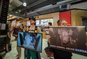 Activists protest the widespread use of cages for pigs - Image taken at Spencer Street as part of the Melbourne Vegan Takeover - Day of Action for Animals - Captured at VIC.