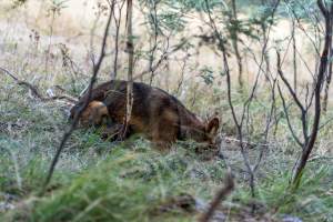 Dingo trapped in foothold trap - Native Australian dingo caught in a foothold trap near Mansfield, Victoria, set by a contractor for the Victorian government (DWELP). Dingoes can be left in these traps for up to 72 hours before the trapper returns and shoots them. - Captured at VIC.