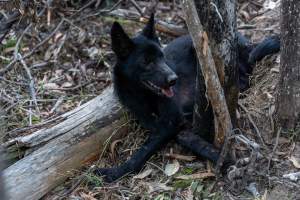 Dingo trapped in foothold trap - Native Australian dingo caught in a foothold trap near Mansfield, Victoria, set by a contractor for the Victorian government (DWELP). Dingoes can be left in these traps for up to 72 hours before the trapper returns and shoots them. - Captured at VIC.