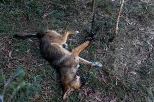 Dingo trapped in foothold trap - Native Australian dingo caught in a foothold trap near Mansfield, Victoria, set by a contractor for the Victorian government (DWELP). Dingoes can be left in these traps for up to 72 hours before the trapper returns and shoots them. - Captured at VIC.