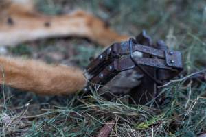 Dingo trapped in foothold trap - Native Australian dingo caught in a foothold trap near Mansfield, Victoria, set by a contractor for the Victorian government (DWELP). Dingoes can be left in these traps for up to 72 hours before the trapper returns and shoots them. - Captured at VIC.