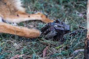 Dingo trapped in foothold trap - Native Australian dingo caught in a foothold trap near Mansfield, Victoria, set by a contractor for the Victorian government (DWELP). Dingoes can be left in these traps for up to 72 hours before the trapper returns and shoots them. - Captured at VIC.