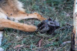 Dingo trapped in foothold trap - Native Australian dingo caught in a foothold trap near Mansfield, Victoria, set by a contractor for the Victorian government (DWELP). Dingoes can be left in these traps for up to 72 hours before the trapper returns and shoots them. - Captured at VIC.