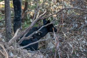 Dingo trapped in foothold trap - Native Australian dingo caught in a foothold trap near Mansfield, Victoria, set by a contractor for the Victorian government (DWELP). Dingoes can be left in these traps for up to 72 hours before the trapper returns and shoots them. - Captured at VIC.