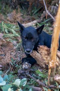 Dingo trapped in foothold trap - Native Australian dingo caught in a foothold trap near Mansfield, Victoria, set by a contractor for the Victorian government (DWELP). Dingoes can be left in these traps for up to 72 hours before the trapper returns and shoots them. - Captured at VIC.