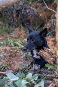 Dingo trapped in foothold trap - Native Australian dingo caught in a foothold trap near Mansfield, Victoria, set by a contractor for the Victorian government (DWELP). Dingoes can be left in these traps for up to 72 hours before the trapper returns and shoots them. - Captured at VIC.