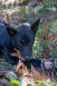 Dingo trapped in foothold trap - Native Australian dingo caught in a foothold trap near Mansfield, Victoria, set by a contractor for the Victorian government (DWELP). Dingoes can be left in these traps for up to 72 hours before the trapper returns and shoots them. - Captured at VIC.