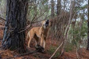 Dingo trapped in foothold trap - Native Australian dingo caught in a foothold trap near Mansfield, Victoria, set by a contractor for the Victorian government (DWELP). Dingoes can be left in these traps for up to 72 hours before the trapper returns and shoots them. - Captured at VIC.